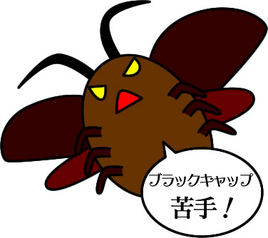 長野県や松本市のゴキブリ事情とゴキブリに遭遇してしまった場合の対応 はぐまつ 子育てコミュニティサイト